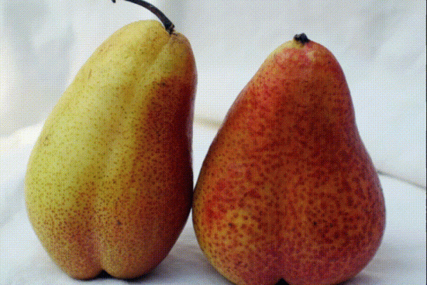 ZUID_Slidedeck_Animaties_PersonalityPairUp_01